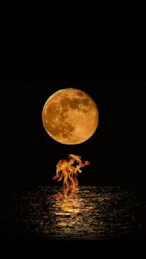 Omlouv�me se, ale obrazek nebyl dod�n